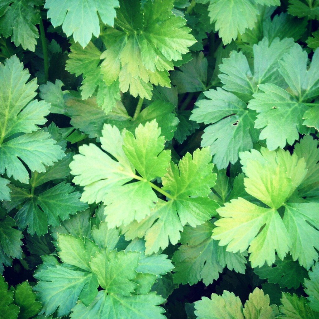 celery leaves